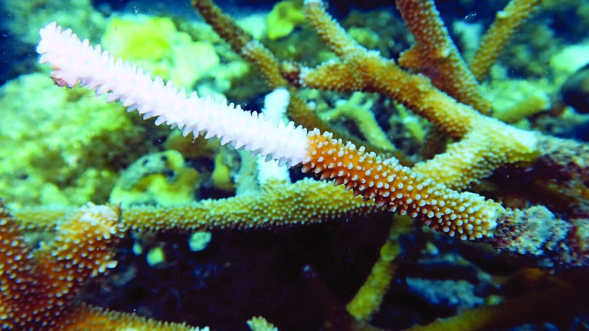 Un corail blanchissant révèle la fragilité des écosystèmes marins face au changement climatique. #ConservationMarine