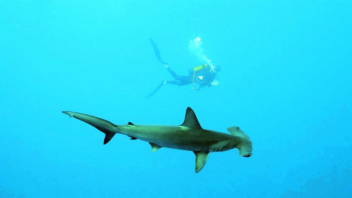 Un plongeur explore les profondeurs aux côtés d'un requin-marteau majestueux, symbole de l'aventure sous-marine.