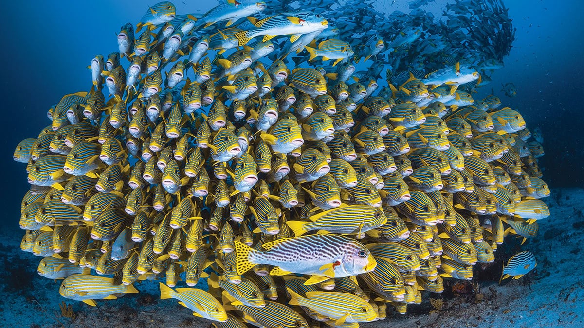 Un banc de poissons tropicaux rayés illumine les profondeurs marines, offrant un spectacle fascinant pour les passionnés d...