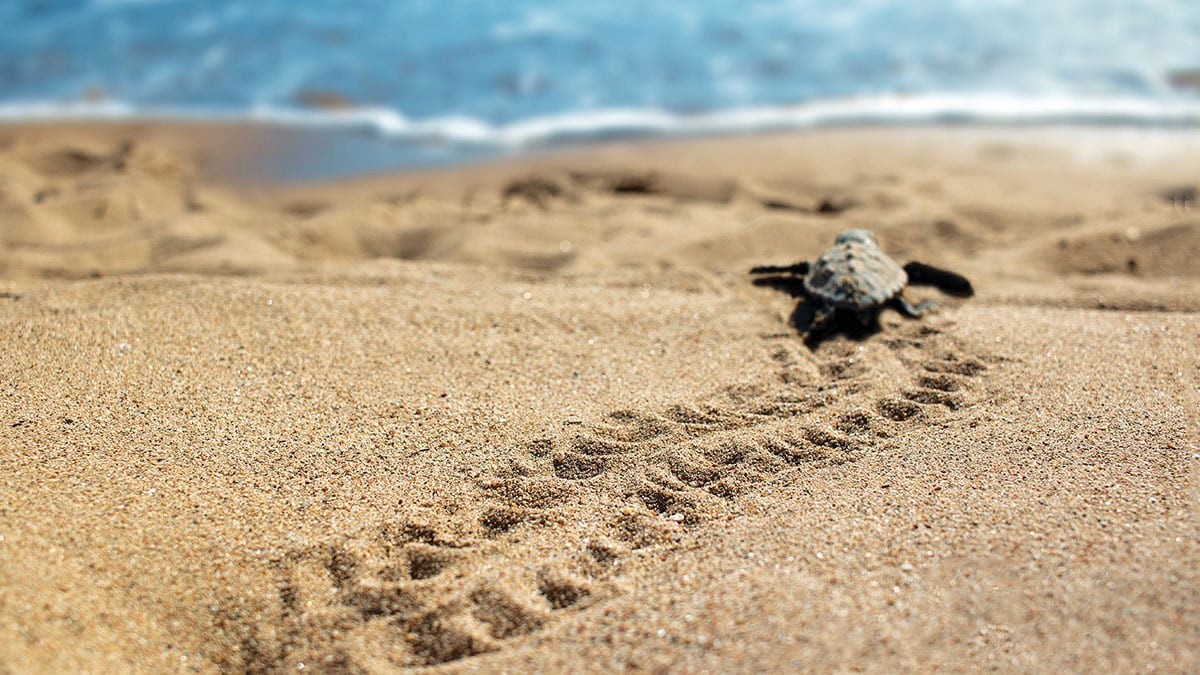 Une tortue marine nouvellement éclose trace son chemin vers l'océan, symbole poignant de la biodiversité côtière.