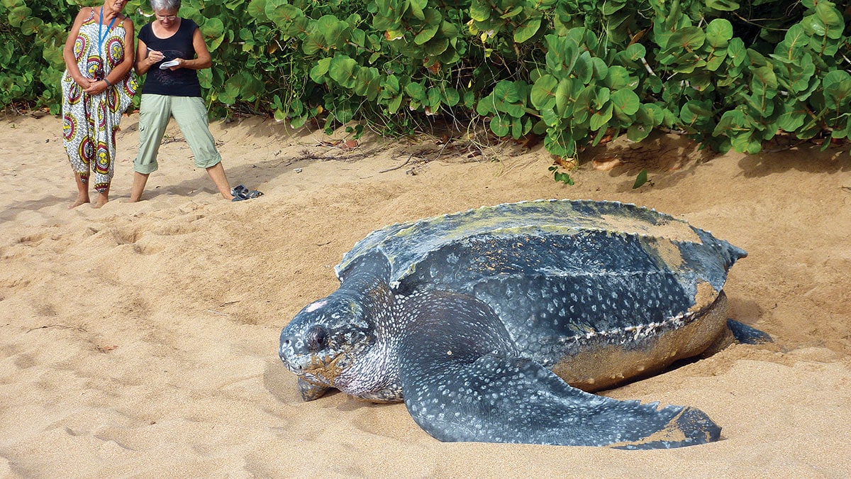 Une tortue luth majestueuse se repose sur une plage de sable, captivant les observateurs avec sa présence marine impressio...