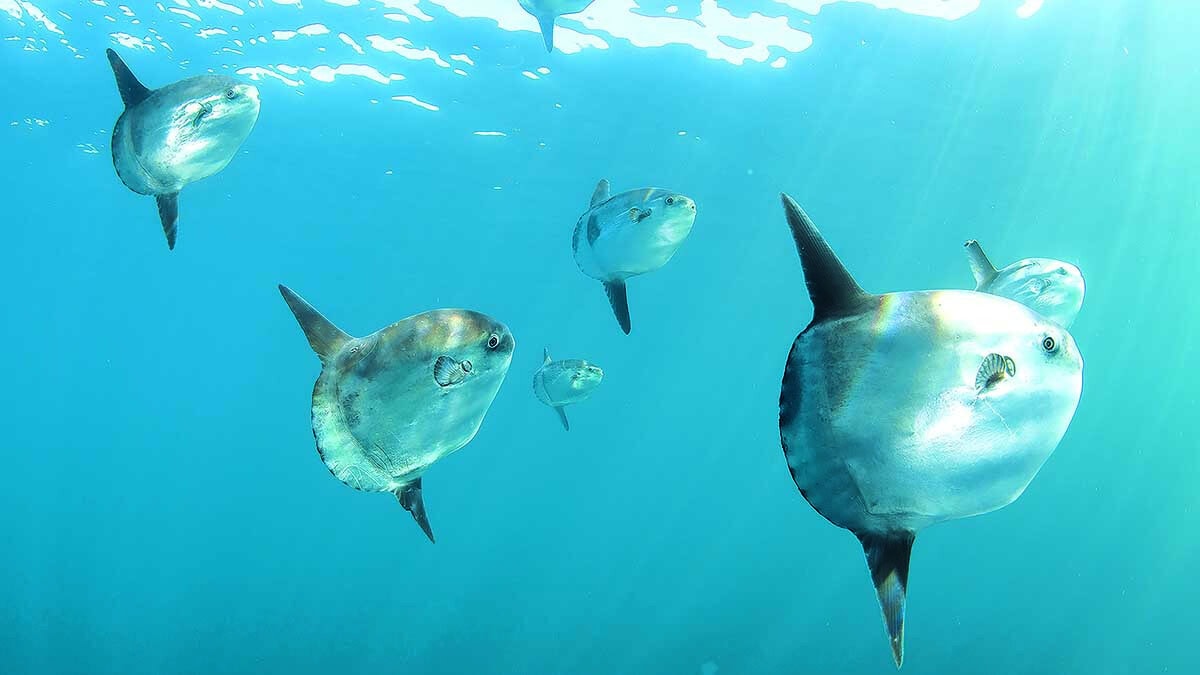 Un groupe de poissons-lunes majestueux flotte paisiblement dans les eaux cristallines, symbole de la biodiversité marine.