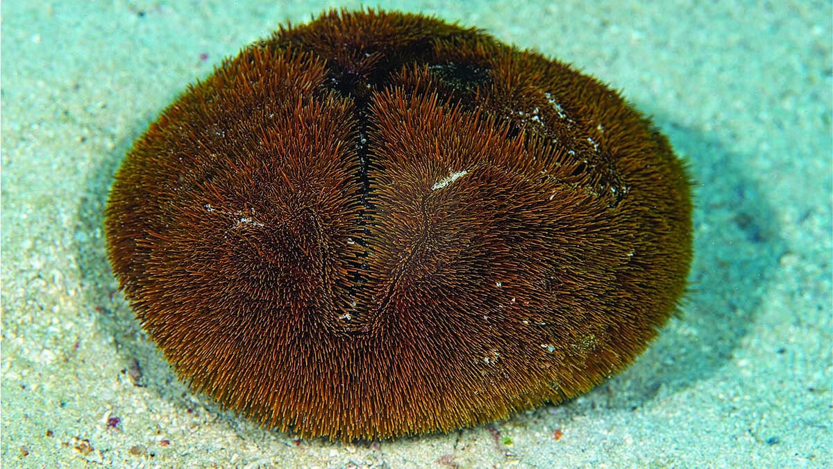Un oursin de sable repose sur le fond marin, illustrant la diversité fascinante des écosystèmes sous-marins.