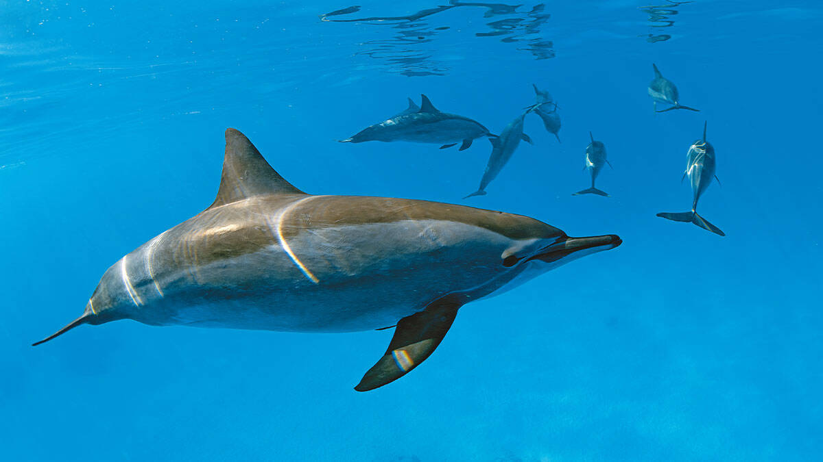 Un groupe de dauphins nage gracieusement dans les eaux cristallines de Sataya, offrant une expérience immersive de plongée...