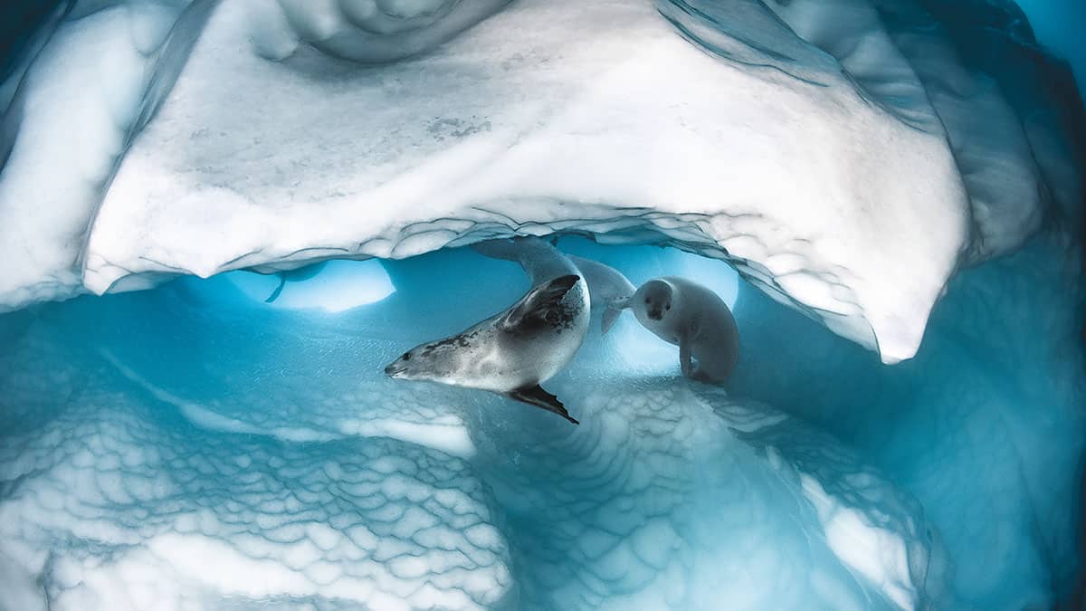 Deux phoques nagent gracieusement sous une arche de glace, illustrant la beauté fragile des écosystèmes polaires.