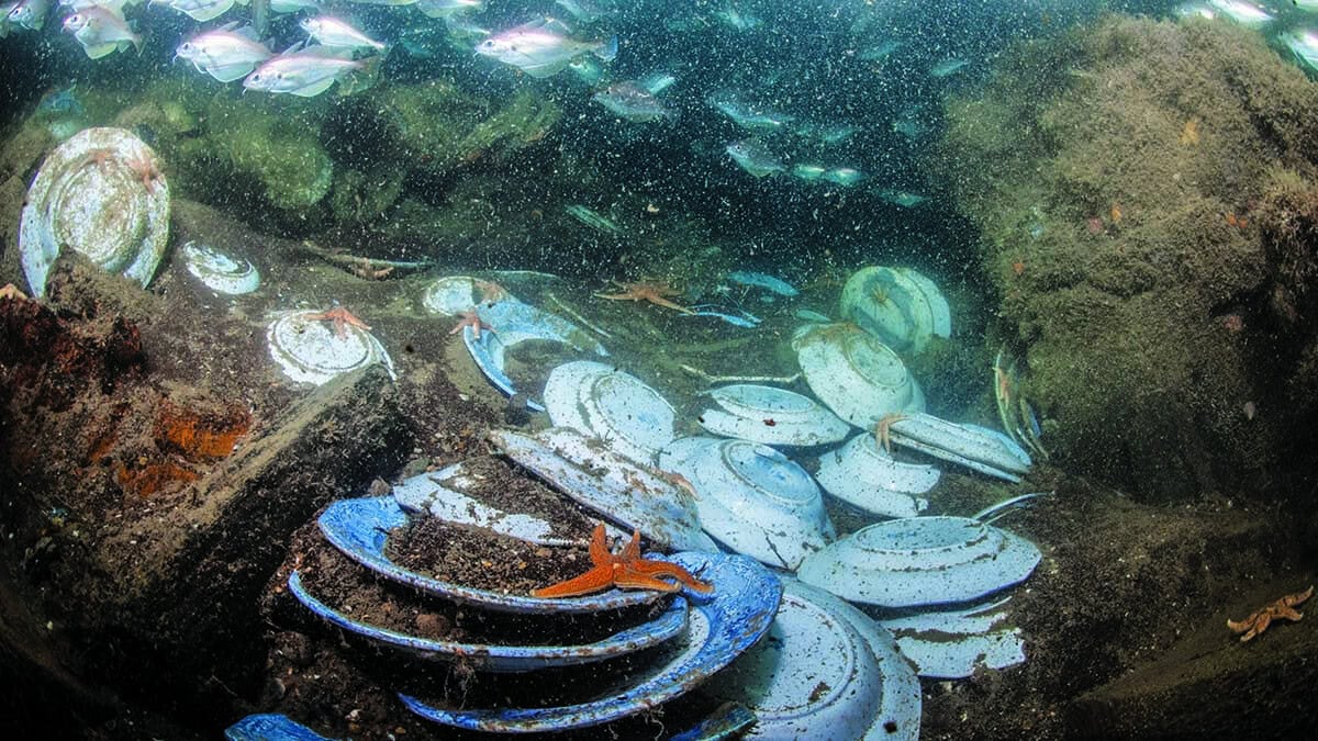 Des étoiles de mer explorent un site de plongée insolite jonché de vaisselle, révélant l'impact humain sur l'écosystème ma...