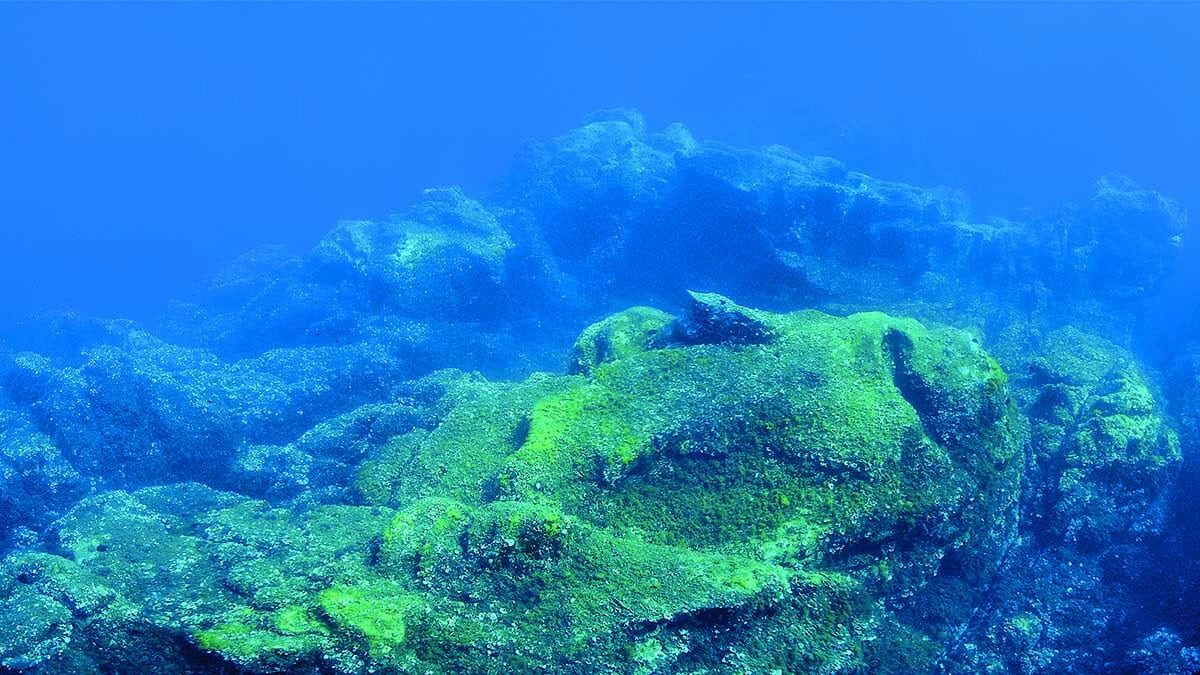 Un paysage sous-marin captivant révèle des roches volcaniques recouvertes d'algues, invitant à l'exploration en plongée. #...