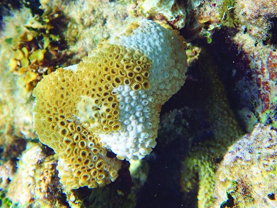 Zoanthaire