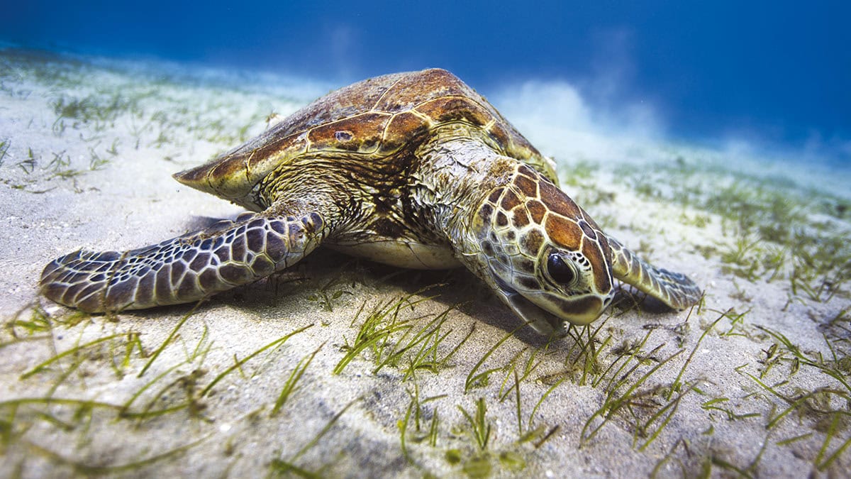 Une tortue marine majestueuse se nourrit paisiblement sur un fond marin herbeux, illustrant la sérénité des écosystèmes so...