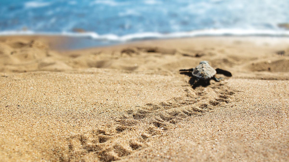 Une tortue marine rejoint l'océan des Antilles, laissant une trace sur le sable doré, symbole de préservation marine.