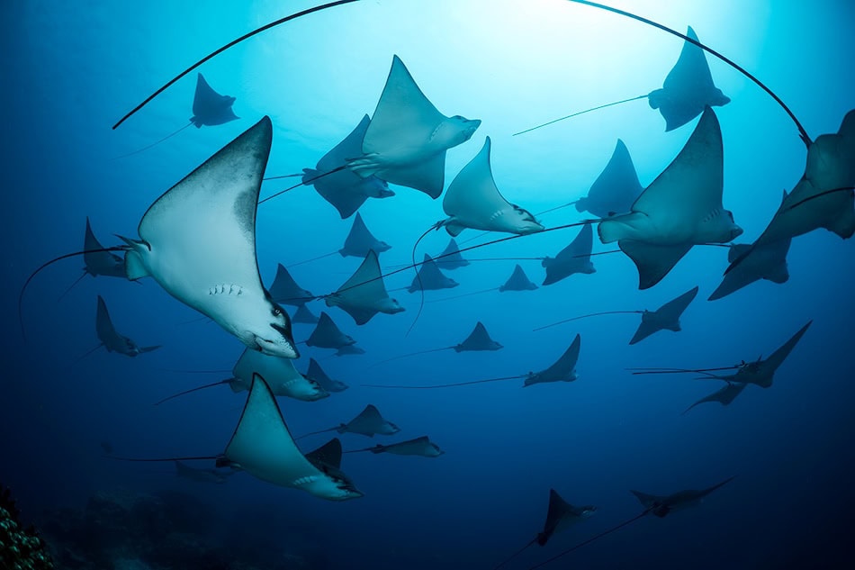 Unwod2025 underwater seascapes 2nd place gerald rambert mauritius