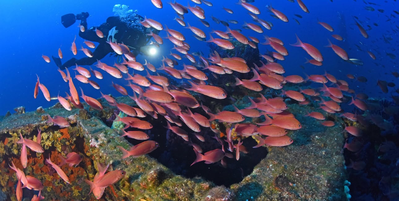 Un plongeur explore l'épave du Donator, entouré d'un banc de poissons colorés, révélant la richesse de la biodiversité mar...