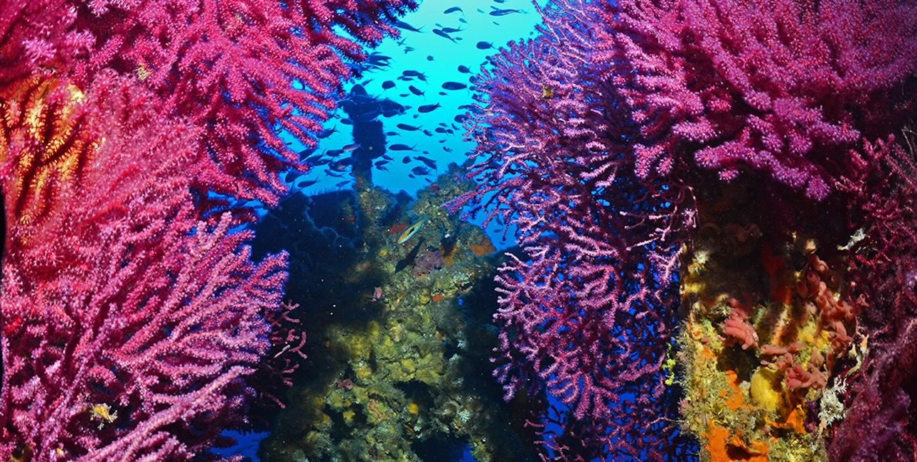 Un plongeur explore un vibrant récif de corail rose, entouré de poissons colorés, illustrant la richesse de la biodiversit...