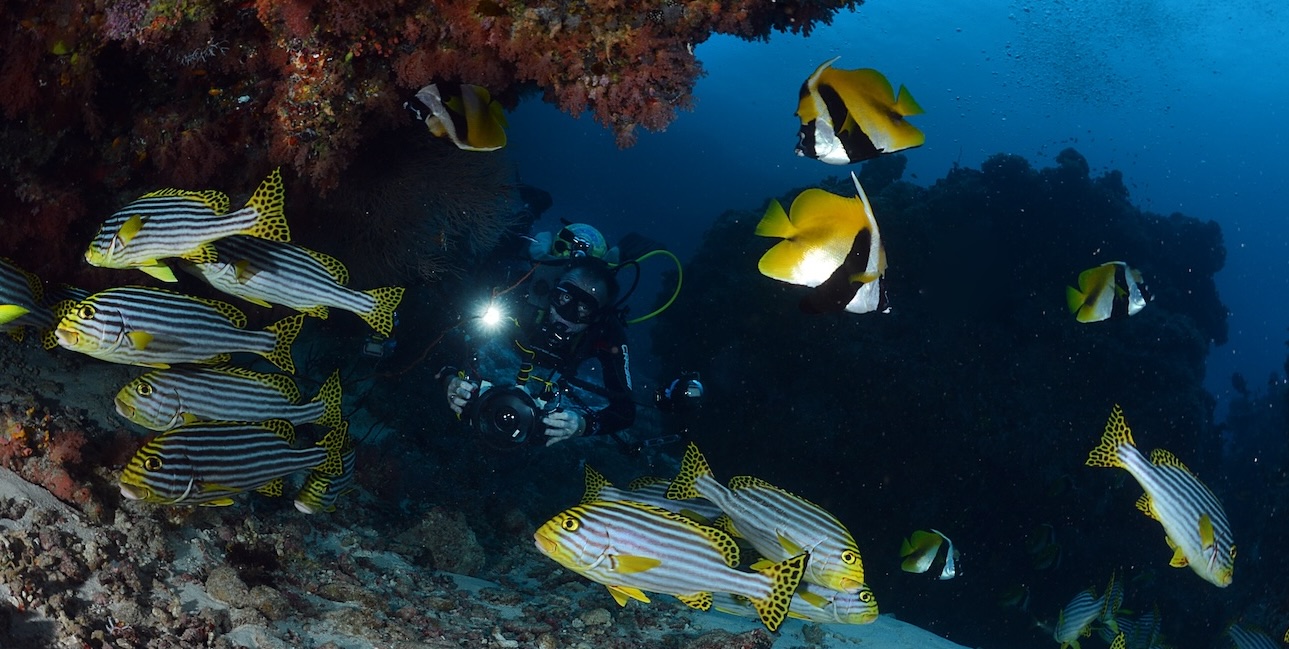 Plongée sous-marine avec poissons colorés dans un écosystème marin riche.