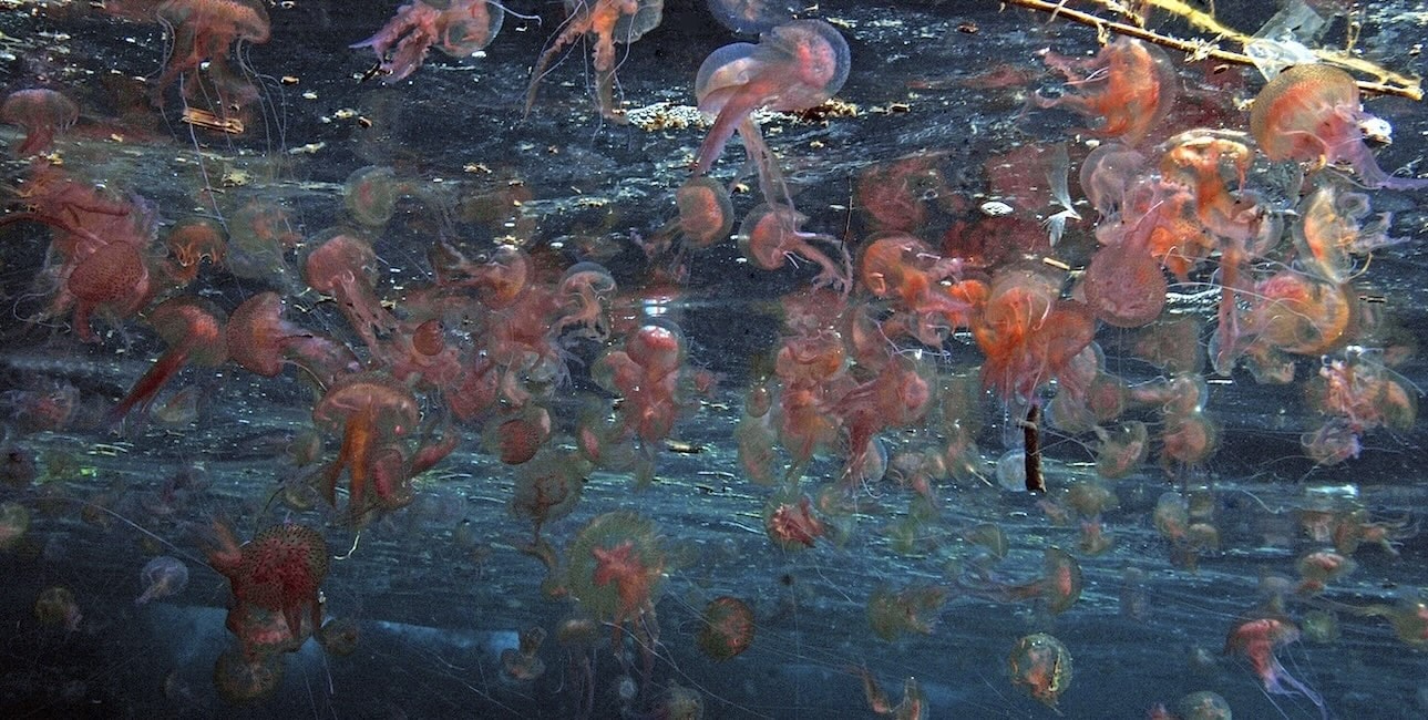Un essaim de méduses Pelagia illumine les profondeurs méditerranéennes, offrant un spectacle fascinant pour les plongeurs.