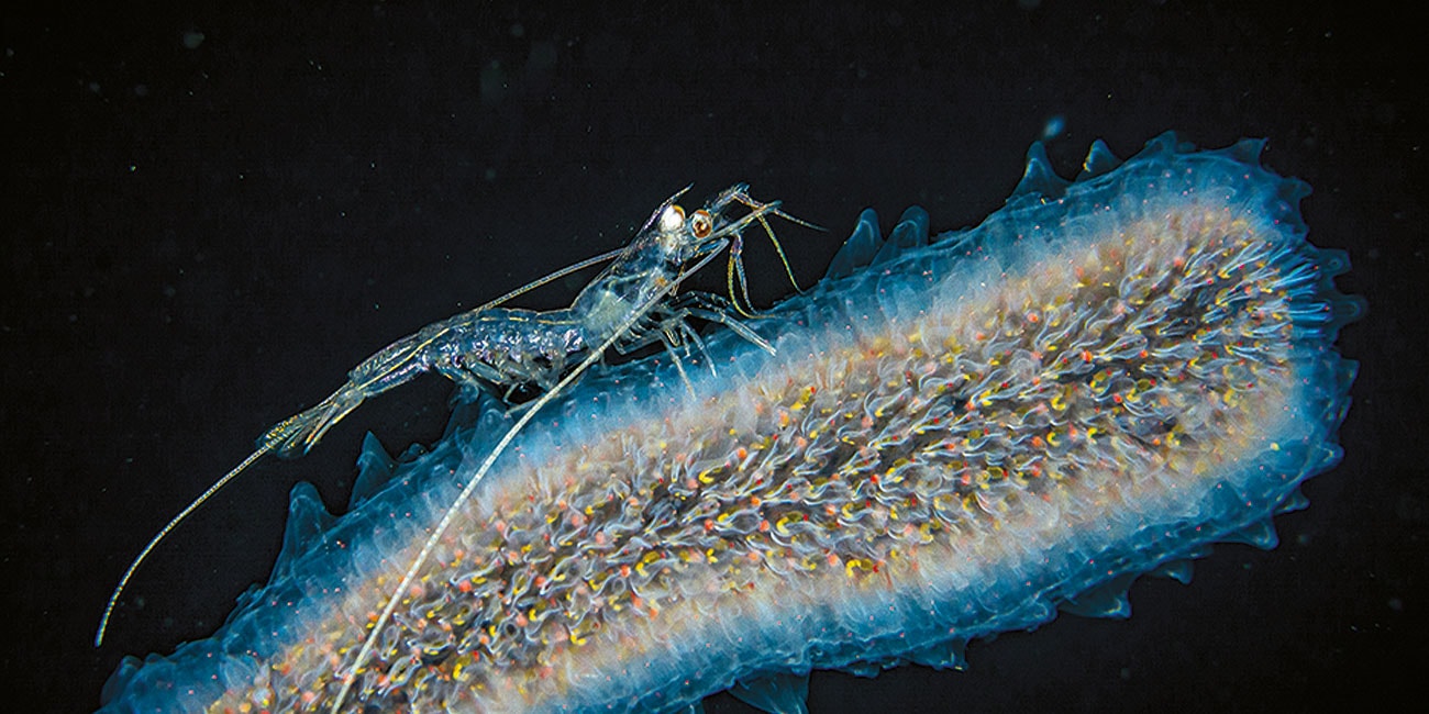 Une crevette explore un pyrosome luminescent, illustrant la symbiose fascinante des écosystèmes marins. #Plongée