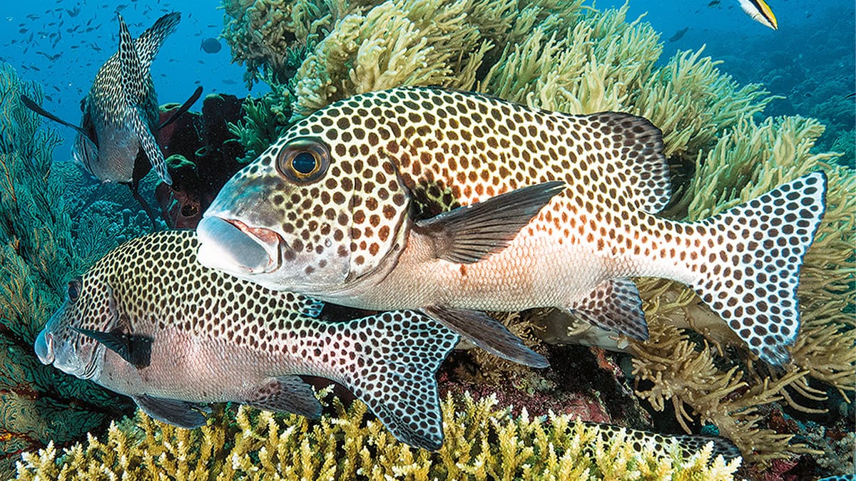 Dans les eaux cristallines, des gaterins arlequins évoluent gracieusement parmi les coraux, illustrant la richesse marine.
