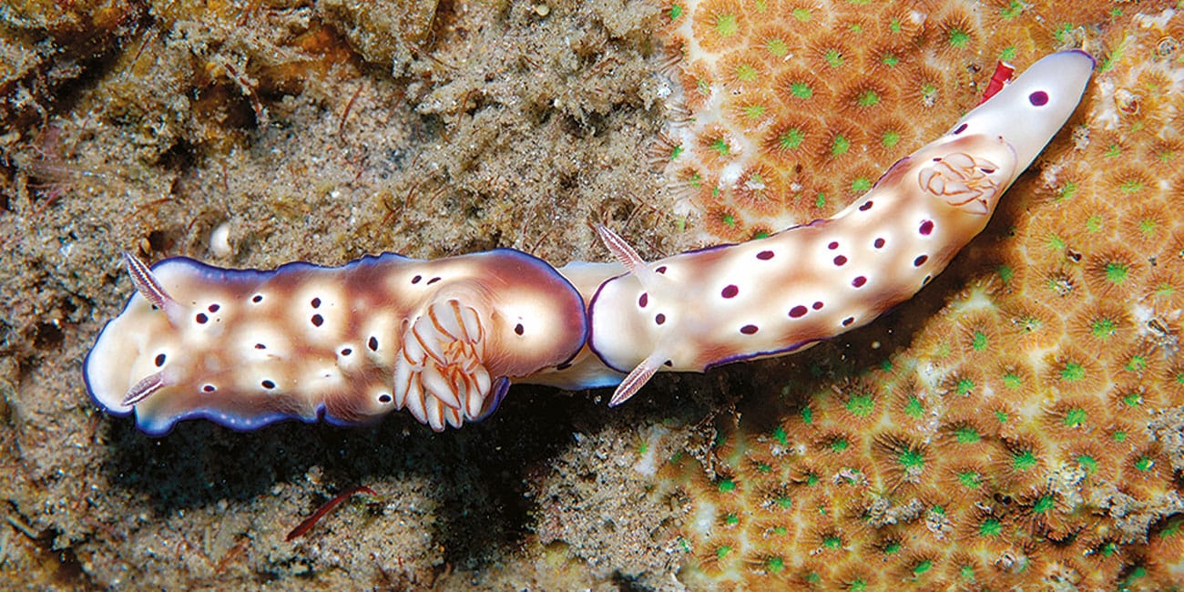 Deux nudibranches aux couleurs éclatantes explorent un récif corallien, illustrant la biodiversité marine fascinante.