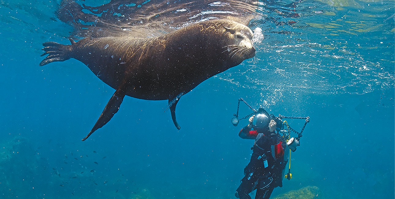 Un plongeur capture l'instant magique d'une rencontre avec un lion de mer majestueux dans les eaux cristallines, symbole d...
