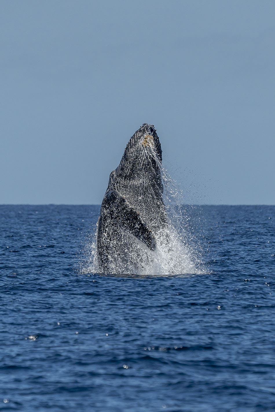 Baleine à bosse émergeant majestueusement des eaux, symbole de la biodiversité marine.