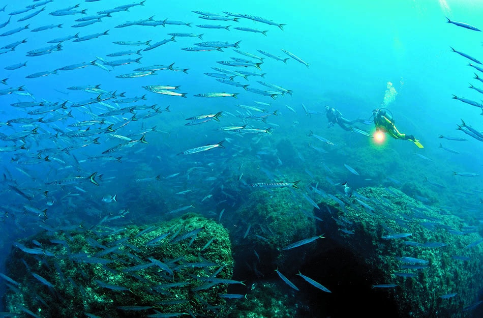 Des plongeurs explorent un récif sous-marin, entourés de bancs de poissons colorés.