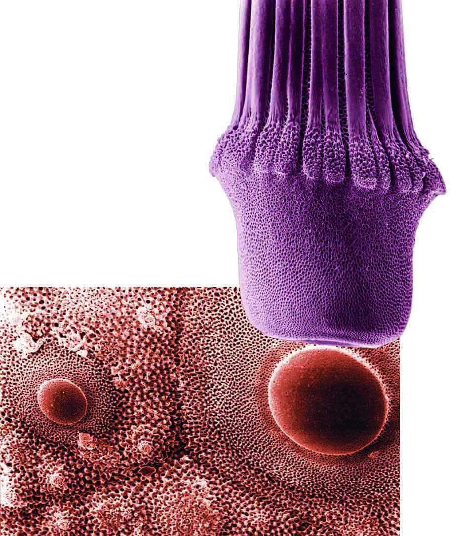 Détails fascinants de la microscopie des coraux, révélant leur structure complexe et colorée.
