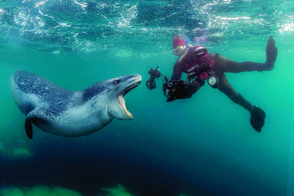 Un plongeur rencontre un phoque curieux dans les eaux cristallines, illustrant la richesse de la vie marine.