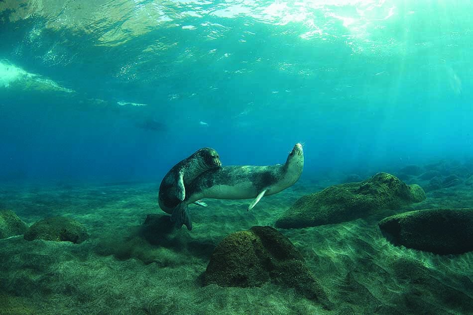 Un phoque nage paisiblement parmi des rochers sous-marins, illustrant la beauté de la plongée.