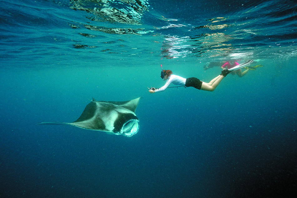 Une plongeuse rencontre une raie manta majestueuse dans des eaux cristallines.