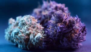 Close-up of green and purple THCA weed nugs at a legal marijuana dispensary