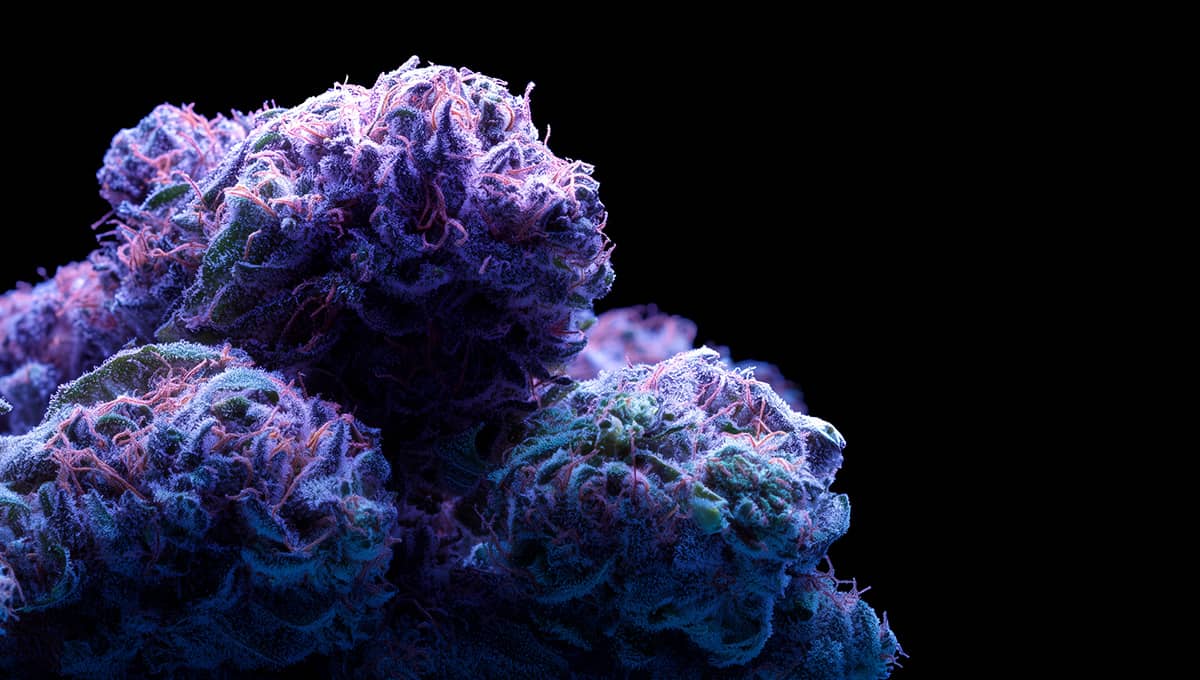 Power Flower vs recreational dispensary – close-up of premium purple and green THCA nugs under cinematic lighting