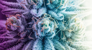 Amnesia Haze Strain – Discover Pure Amnesia Haze Legal Weed Profiles