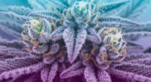 Blue Cheese Strain- Authentic Blue Cheese Legal Delivery Secrets