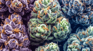Bubba Kush – Absolute Bubba Kush High Quality Flower Results