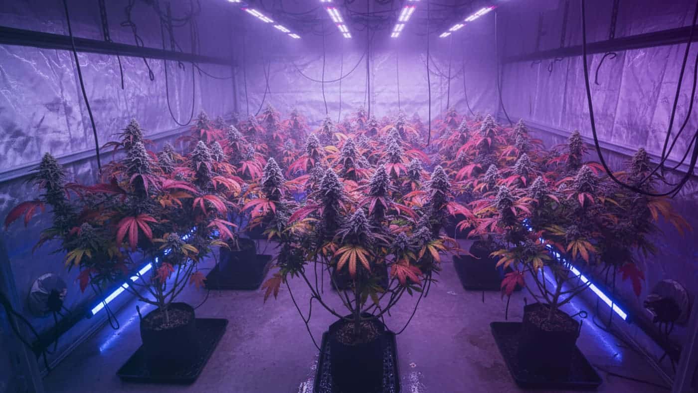 {Expert growing techniques for recreational dispensary delivery in Ohio delivered to Ohio. Carefully grown flower for quality-focused buyers.}