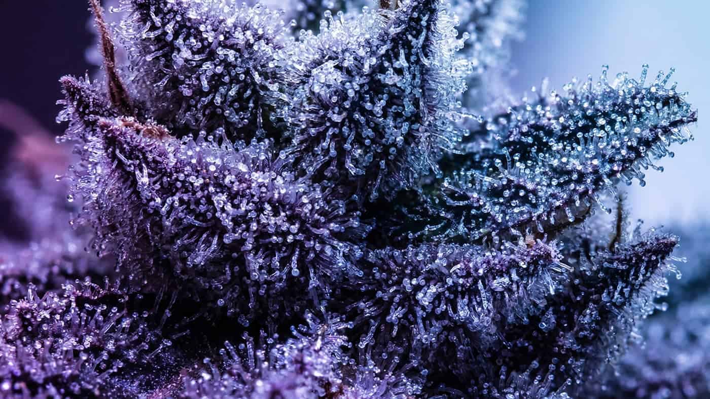 {Professional showcase of Public Smoking on the market. Explore Discrete & Respectful: Public Smoking Without Issues selections for informed decisions.}