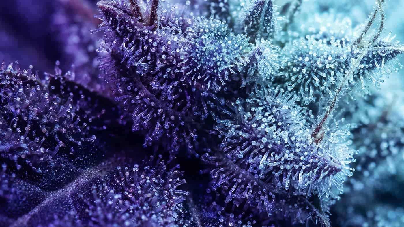 {Top-tier examples of Hemp Wick available today. Explore Why Organic Hemp Wick is the Secret to Better Flavor varieties for informed decisions.}