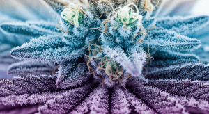 GG4 (Gorilla Glue) – Legendary Gorilla Glue 4 Legal Flower Batches