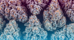 Headband – Exquisite Headband Legal Weed Flower Terpenes