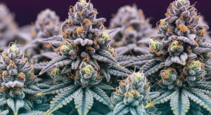 Ice Cream Cake – Crave These: Ice Cream Cake Indica Flower Secrets