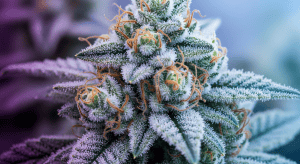 Jack Herer – Proven Jack Herer Sativa Shipping for Focus