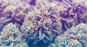 Lemon Haze – Ultimate Lemon Haze Premium Sativa Flower