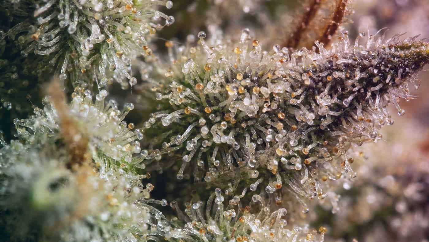 {Premium quality of Dab Reclaim on the market. Explore Don't Toss It! How to Harvest and Use Dab Reclaim selections for maximum value.}