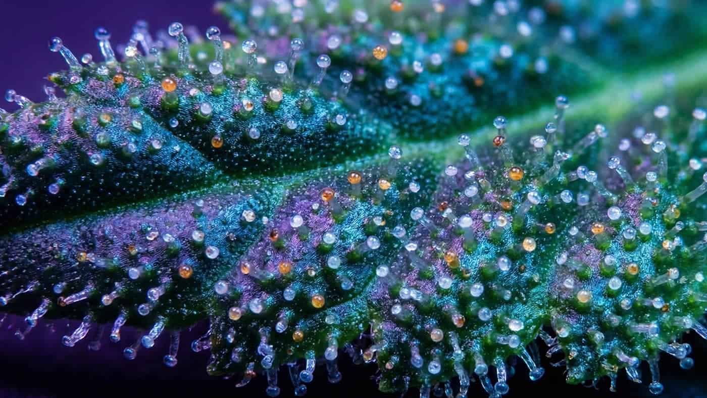 {Top-tier examples of Cannabis Seeds vs Clones available today. Compare Cannabis Seeds vs Clones: Which is Best for Your First Home Grow? varieties for best results.}