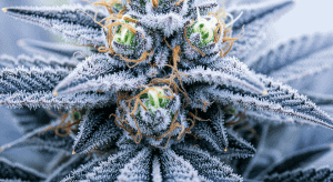 Northern Lights – Pure Northern Lights Legal Cannabis for Evening Use