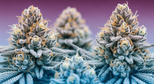Runtz – The Ultimate Runtz Premium THCA Flower Experience