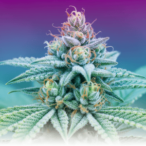 Sour Diesel – Legendary Sour Diesel Legal Weed Profile Discovered