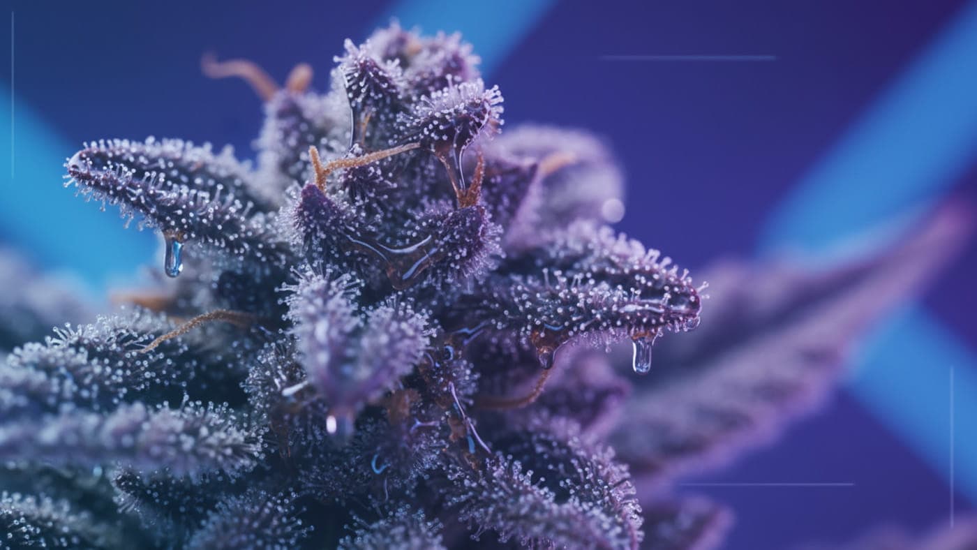 {Top-tier examples of Weed Etiquette available today. Discover Puff, Puff, Pass: The Unwritten Rules of Weed Etiquette varieties for maximum value.}