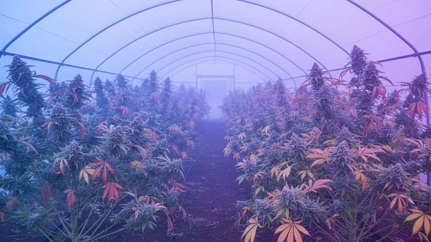 {Quality production behind recreational dispensary delivery in Arkansas delivered to Arkansas. Farm-fresh cannabis for discerning customers.}