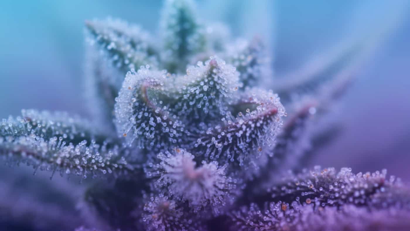 {Macro view of Death Star showing milky white trichomes. This Indica flower is highly aromatic, featuring a Skunk, Diesel, Floral scent profile that indicates premium quality.}